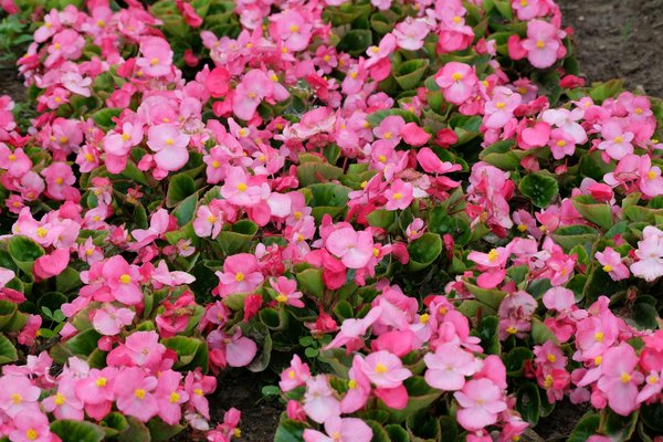 Déménager Vert : Guide Pratique pour un Transport Éco-Responsable